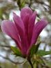 Magnolia liliflora` susan` ghiveci 7 litri h=60-80cm