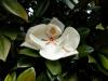 Magnolia parfumata de vara MAGNOLIA GRANDIFLORA GALLISSONIENSIS ghiveci 35 litri h=175-200cm -ramificata