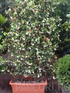 Planta parfumata cataratoare  Rhinocospermum jasminoides (jasminum) jardiniera 40 cm/ 28 cm , h =175/200 cm