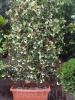 Planta parfumata cataratoare  Rhinocospermum jasminoides (jasminum) jardiniera 40 cm/ 28 cm , h =175/200 cm