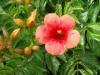 Plante agatatoare campsis grandiflora indian summer /trompetica,