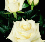 Trandafiri de gradina Casanova, plante formate cu radacina in ghivece de 3.5 litri