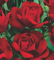 Trandafiri de gradina Nina Weibull la ghiveci