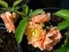 Arbusti cu flori CHAENOMELES /Gutui japonez h=60-80cm ghiveci 5-litri pt garduri vii