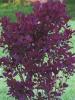 Arbusti cu frunze rosii cotinus royal purple, la ghiveci 5 litri,