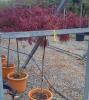 Artari japonezi ACER PALMATUM DISSECTUM GARNET  1/2 F 125-150 CM