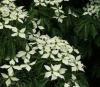 CORNUS KOUSA Milky Way  50 cm ghiv 5 l