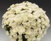Flori de gradina perene CHRYSANTHEMUM BRANBEACH WHITE/CRIANTEMA