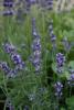 Flori perene levantica / lavandula angustifolia  hidcote blue in