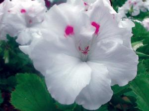 Plante de balcon muscate Pelargonium zonale PALOMA