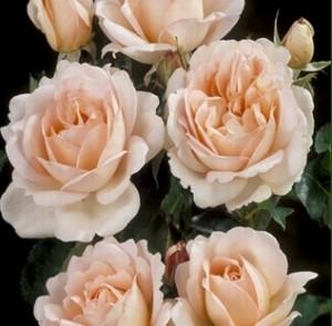 Trandafiri de gradina Polyantha Chloe renaissance, planta formata cu radacina in ghiveci de 3.5 litri