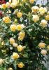 Trandafiri urcatori h = 200 cm,  la ghiveci de 5 litri cu flori somon