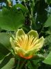Arbori foiosi liriodendron tulipifera /