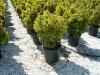Arbust frunze persistente EUONIMUS JAPONICUS` ELEGANTISSIMUS AUREUS`ghiveci 18 litri, h=60-80