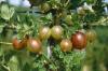 Arbusti fructiferi agris (ribes uva crispa) in