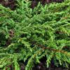 Arbusti rasinosi juniperus communis repanda, ghiveci 3 litri , 30-40