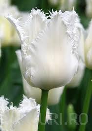 Bulbi de lalele Fringed, Daytona 7 buc/punga, flori duble, albe, marginea franjurata