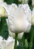 Bulbi de lalele fringed, daytona 7 buc/punga, flori duble, albe,