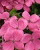 Cornus kousa radicant rose 50 cm ghiv 5 l