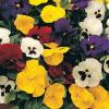 Flori bienale: viola witrokiana  /panselute. flori de gradina in