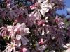 Magnolia loebneri`leonard messel`  ghiveci 5 litri