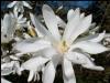 Magnolia stellata  ghiveci 7-10 litri h= 100-150cm