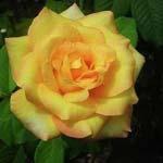 Trandafir de gradina Glorious, tufa ramificata cu radacina in ghiveci 3.5 l