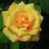 Trandafir de gradina glorious, tufa ramificata cu radacina in ghiveci