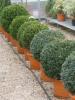 Arbusti evergreen buxus microphyla faulkner (forma glob) ghiveci 20