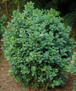 Arbusti evergreen BUXUS SEMPERVIRENS-bila C12 025/030