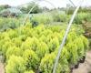 Arbusti rasinosi THUJA ORIENTALIS `AUREA NANA` ghiveci 7 litri, 25-30 cm diam