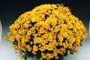 Flori de gradina perene chrysanthemum brantopas yellow/criantema