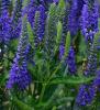 Flori de gradina perene veronica longifolia blue indigo