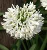 Flori perene, agapanthus umbellatus albus clt 2