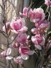 Magnolia soulangeana ghiveci 18 litri, h=150-175 cm,