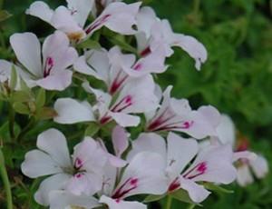 Plante de balcon muscate curgatoare albe cu floare simpla  `Pelargonium peltatum Cascade`ghiveci 12cm