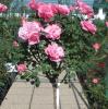 Trandafiri altoiti pe picior h=1,2-1,3 m culoare roz