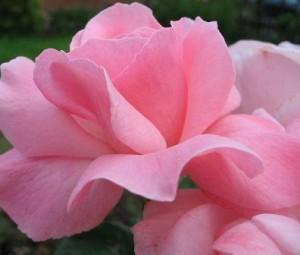 Trandafiri de gradina Polyantha Elisabet Queen, planta formata cu radacina in ghiveci de 3.5 l
