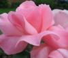 Trandafiri de gradina polyantha elisabet queen, planta formata cu