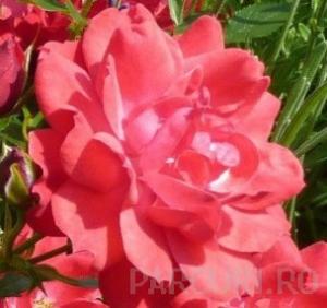 Trandafiri pitici de gradina, Limesglut (roz), plante in ghiveci de 2 litri