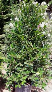 Arbust frunze persistente Ilex Nellie Stevens, ghiveci 30-35 litri, h=125-150 cm