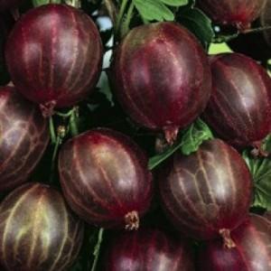 Arbusti fructiferi Agris rosu (Ribes uva crispa) in ghivece