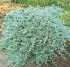Arbusti rasinosi JUNIPERUS HORIZONTALIS GLAUCA ghiveci 3 litri ,30-40 cm