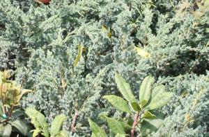 Arbusti rasinosi JUNIPERUS SQUAMATA MEYERI ghiveci 3 litri, 30-40 cm
