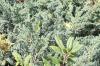 Arbusti rasinosi juniperus squamata meyeri ghiveci 3