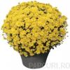 Flori de gradina perene CHRYSANTHEMUM BRANROYAL YELLOW/CRIZANTEMA