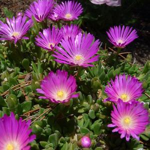 Flori de gradina perene DELOSPERMA JEWEL