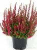 Flori perene de toamna Calluna vulgaris Dark Beauty , flori rosii, ghivece 12 cm