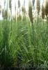 Ierburi graminee Cortaderia selloana Pumilla (iarba de pampas) , ghiveci 10 litri