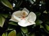 Magnolia parfumata de vara magnolia grandiflora `gallissoniensis`